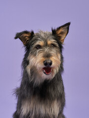portrait of a beautiful dog lilac background. long-haired Mix of breeds. Happy Pet in the studio