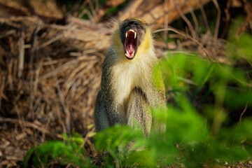 Green monkey (Chlorocebus sabaeus) also Sabaeus monkey, golden-green fur and pale hands and feet, wide range of wooded habitats, ranging from very dry Sahel woodland to the edge of rainforests