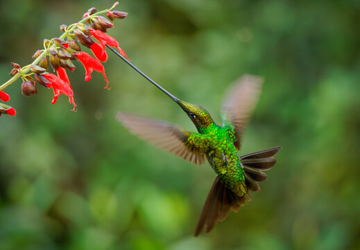 Sword-billed hummingbird - Ensifera ensifera also swordbill, Andean regions of South America, genus Ensifera, flying bird with unusually long bill drinks nectar from red flowers on green