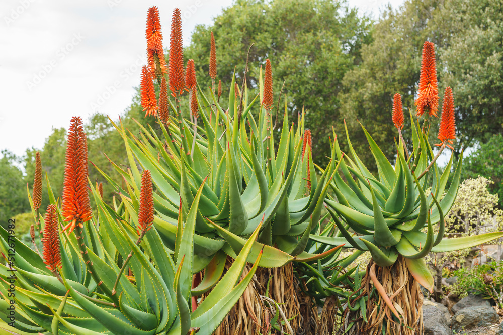 Wall mural Mountain Aloe (Aloe marlothii) close up in bloom in the garden. Mountain Aloe is a large evergreen succulent