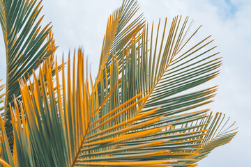Palm tree leaves close up against cloudy sky. Floral background, copy space