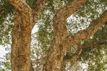 Cork Oak (Quercus suber) close up. Bark from this oak is commercially harvested and processed to produce a variety of products