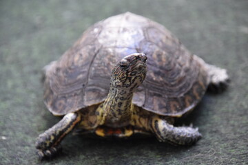 turtle