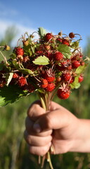 Fragaria vesca.A bunch of strawberries in a child's hand