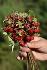 Fragaria vesca.A bunch of strawberries in a child's hand