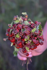 Fragaria vesca.A bunch of strawberries in a child's hand