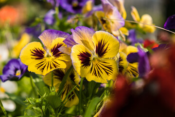 The garden pansy flowers on the flowerbed close up. Viola wittrockiana also called Viola tricolor or pansy flowers. Multicolored pansies in the yard