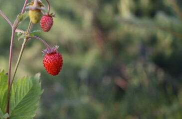 Fragaria vesca. Wild strawberry plant with green leafs and ripe red fruit