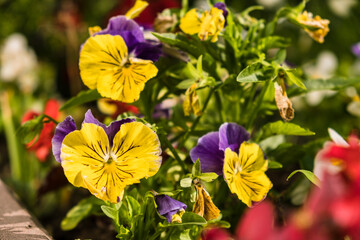 The garden pansy flowers on the flowerbed close up. Viola wittrockiana also called Viola tricolor or pansy flowers. Multicolored pansies in the yard