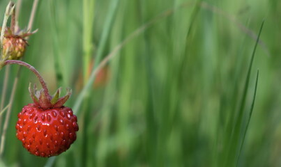Fragaria vesca. Wild strawberry plant with green leafs and ripe red fruit