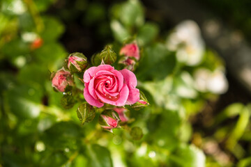 Pink roses bush in the garden. Flowers of roses in the backyard close up. 