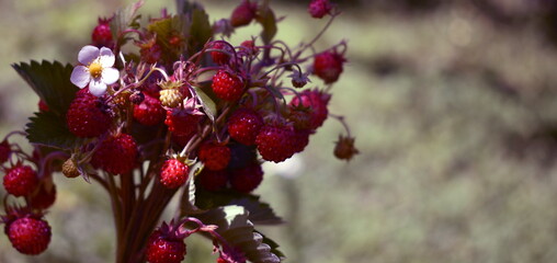 Willd strawberry. Banch Fragaria vesca