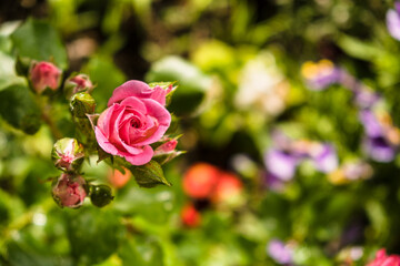Pink roses bush in the garden. Flowers of roses in the backyard close up. 