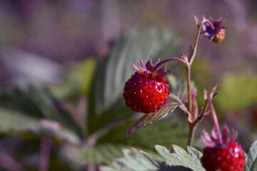 Wild strawberry