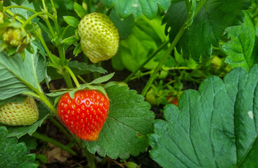 ripe strawberry growing in the garden, harvest 