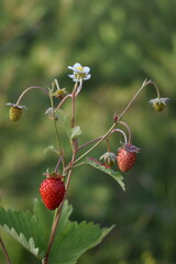 Wild strawberry