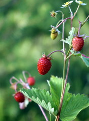 Fragaria vesca. Wild strawberry plant with green leafs and ripe red fruit