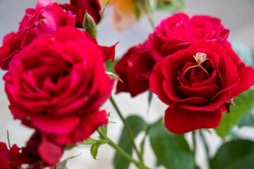 golden ring on beautiful red roses in a vase on a white background