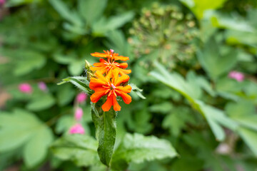 a close up of a red flower in the garden, beauty in nature