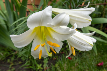 Fototapeta na wymiar white lily flower in the garden, Madonna lily, lilium