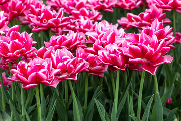 Red and white peony-flowered Double Early tulips ,Tulipa, Columbus bloom in a garden. a field of...
