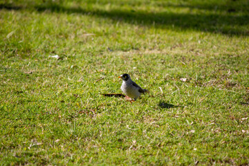 Australian Noisy Minor ( Manorina melanocephala)
