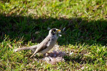 Australian Noisy Minor ( Manorina melanocephala)