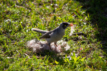 Australian Noisy Minor ( Manorina melanocephala)