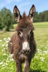 Foto op Plexiglas Portrait of a cute miniature donkey on a pasture in summer outdoors © Annabell Gsödl