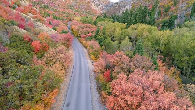 Flying over road rising over colorful forest during Fall moving up canyon in Utah.