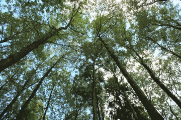 illustration of treetops on a blue sky background
