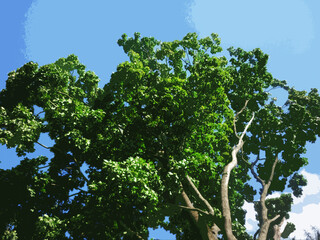 illustration of treetops on a blue sky background