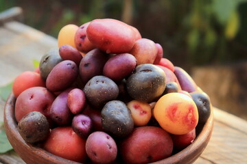 potatoes multicolored crop close-up selective focus, organic vegetables