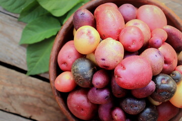 potatoes multicolored crop close-up selective focus, organic vegetables