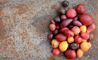 potatoes multicolored crop close-up selective focus, organic vegetables