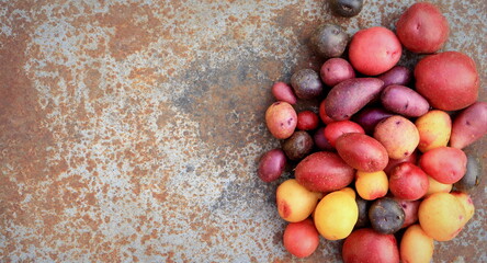 potatoes multicolored crop close-up selective focus, organic vegetables
