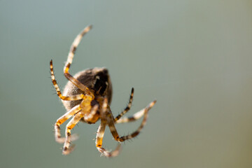 Close-up macro shot of a European garden spider Cruciform spider, Araneus diadematus.