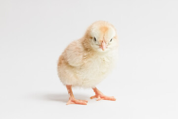 little yellow chicken stands on a white background