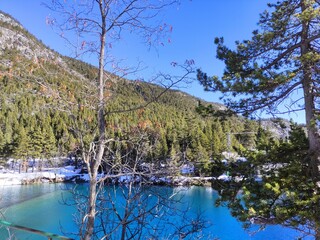 trees on the lake