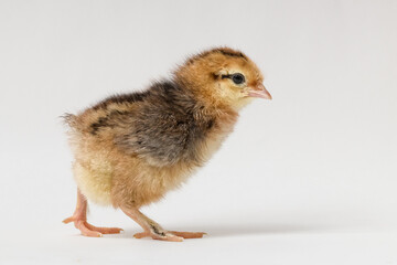 little chick walking on a white background