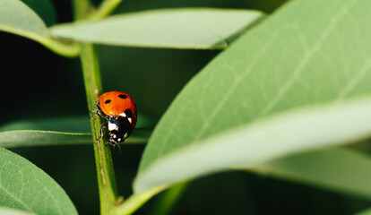 ladybird on a leaf