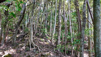 対馬にかつて存在した清水山城跡三ノ丸
