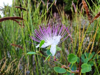 Caper plant bloom