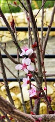 Plum cherry tree in bloom