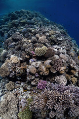 Naklejka na ściany i meble colored coral reef in the sea