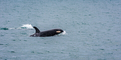 The orca or killer whale is swimming in Aialik Cape near Kenai Fjords National Park. Take a shot...