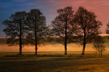 Fototapeta na wymiar Trees on meadow in sunrise with foggy scene