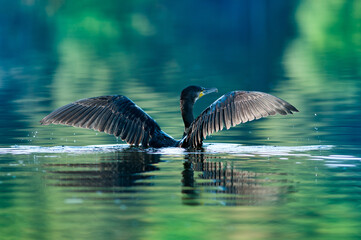 Cormorant is hunting on fishes