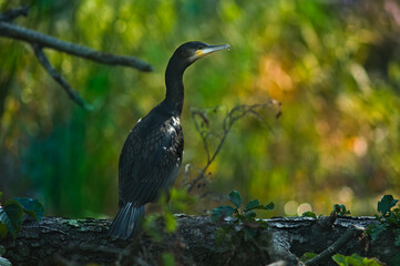 Cormorant sitting on a tree