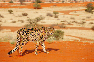 Large leopard in the Kalahari desert. Namibia. - obrazy, fototapety, plakaty